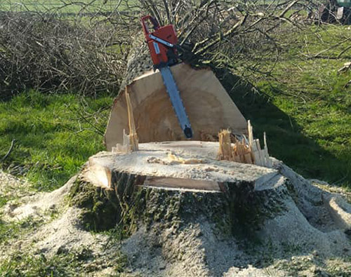 Elagage d'arbres à Saint-Pol-sur-Ternoise, Abbeville