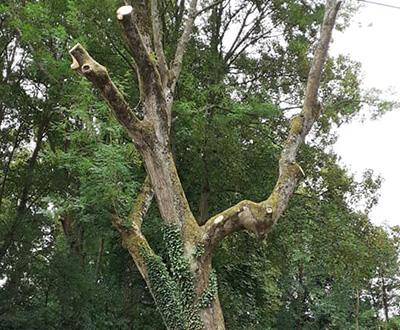 Elagage d'arbres à Saint-Pol-sur-Ternoise, Abbeville